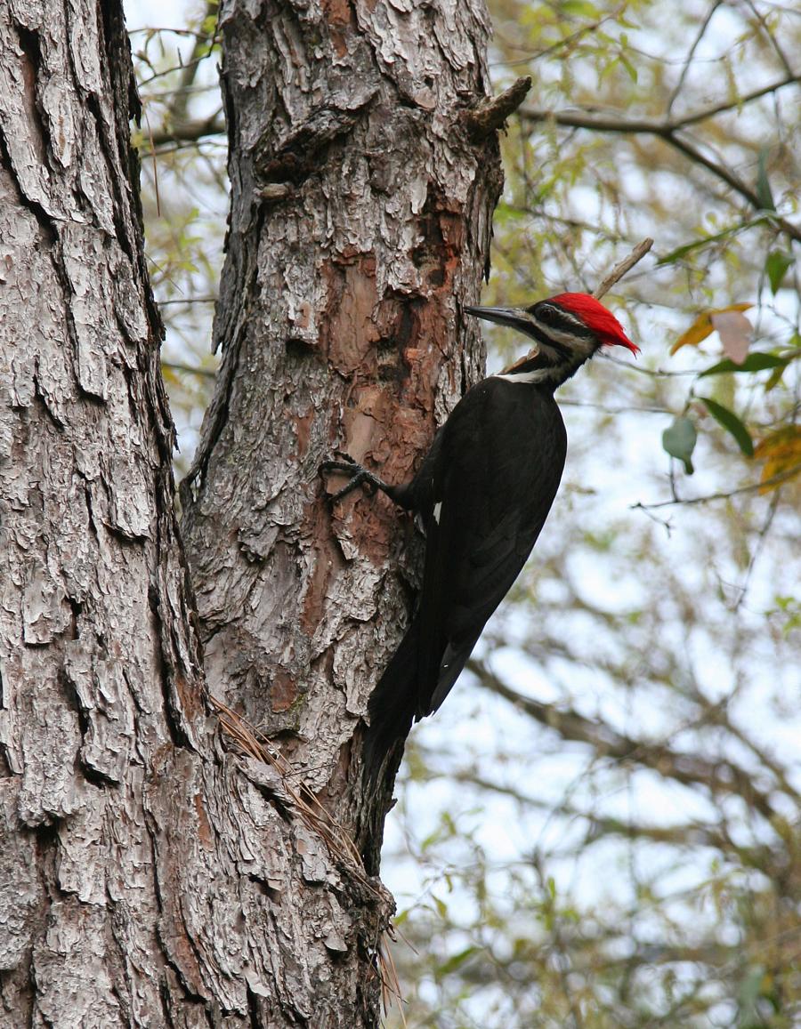 All about birds pileated woodpecker sale